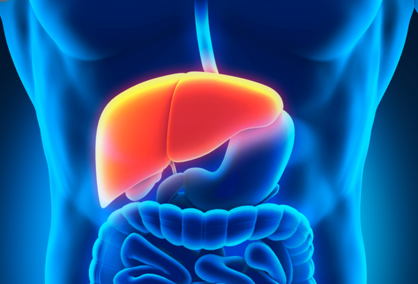 healthy liver image - fatty liver, hepatitis, viral, liver detox and liver cleanse